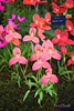 RHS Tatton Flower Show 2016