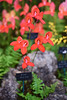RHS Tatton Flower Show 2016