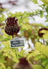 RHS Tatton Flower Show 2016